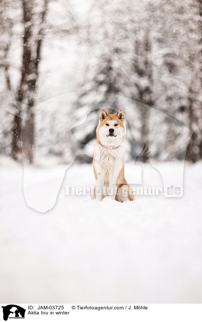 Akita Inu im Winter / Akita Inu in winter / JAM-03725