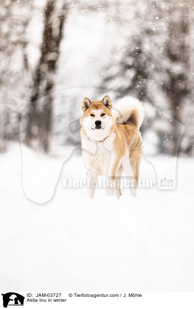 Akita Inu im Winter / Akita Inu in winter / JAM-03727