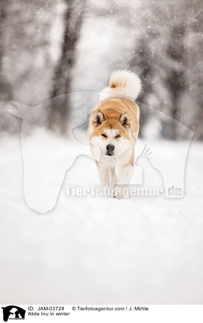 Akita Inu im Winter / Akita Inu in winter / JAM-03728