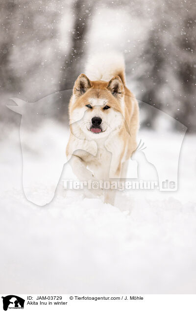 Akita Inu im Winter / Akita Inu in winter / JAM-03729