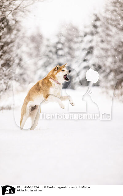 Akita Inu im Winter / Akita Inu in winter / JAM-03734