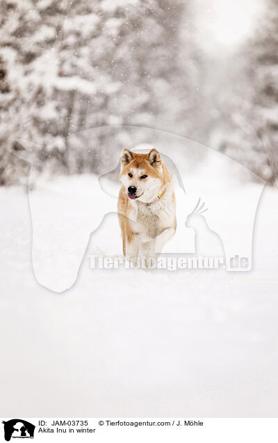 Akita Inu im Winter / Akita Inu in winter / JAM-03735