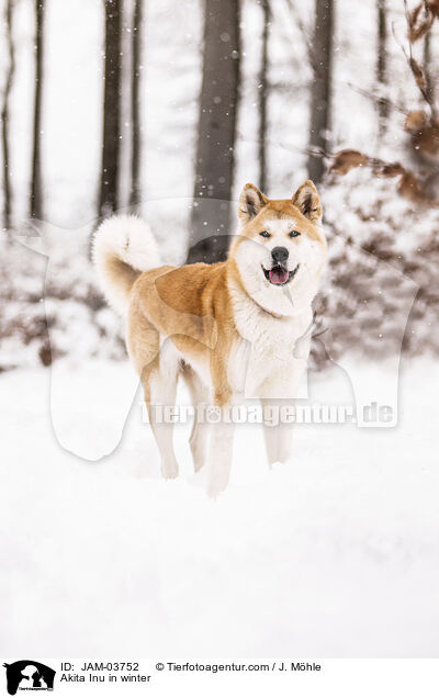 Akita Inu im Winter / Akita Inu in winter / JAM-03752