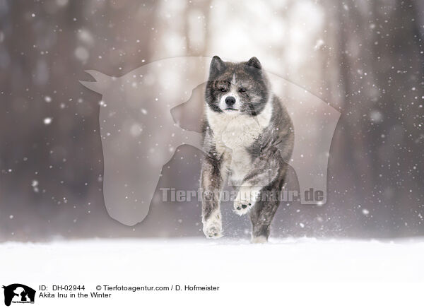 Akita Inu in Winter / Akita Inu in the Winter / DH-02944