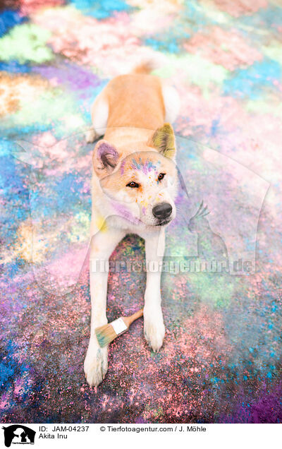 Akita Inu / Akita Inu / JAM-04237