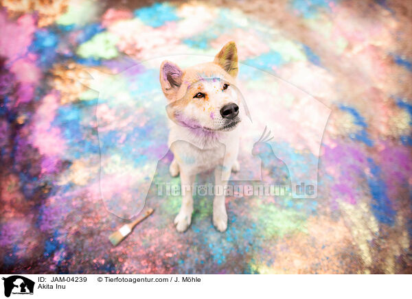 Akita Inu / JAM-04239