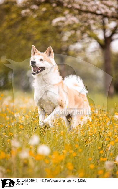 Akita Inu / Akita Inu / JAM-04641