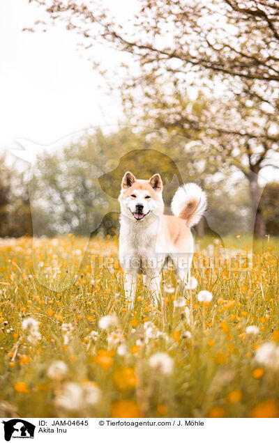 Akita Inu / Akita Inu / JAM-04645