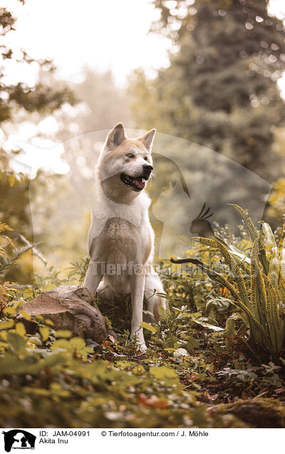 Akita Inu / Akita Inu / JAM-04991