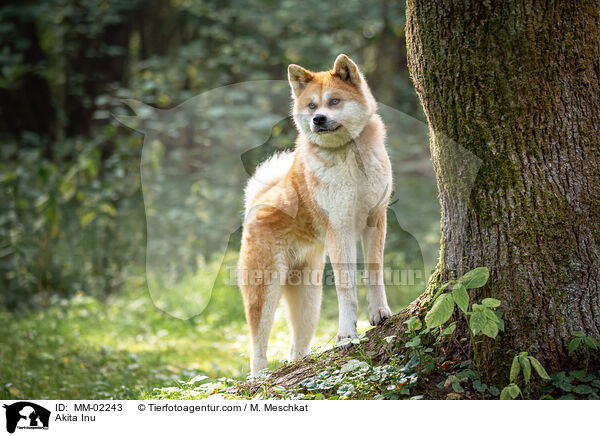 Akita Inu / Akita Inu / MM-02243