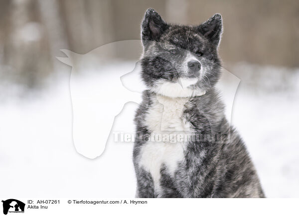 Akita Inu / Akita Inu / AH-07261