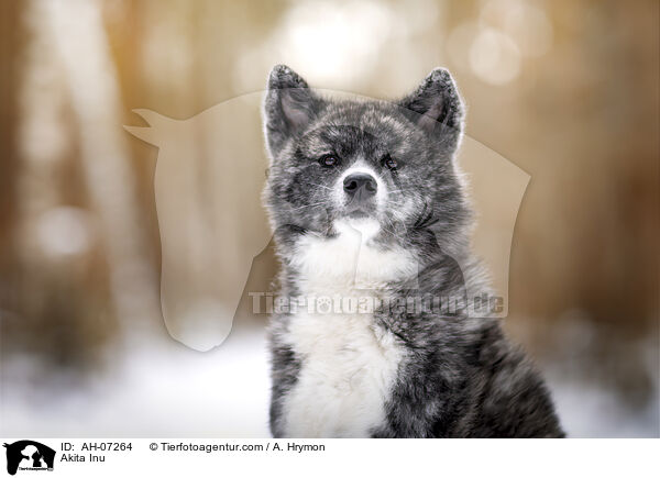Akita Inu / Akita Inu / AH-07264