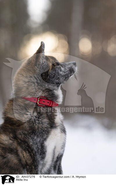 Akita Inu / AH-07276