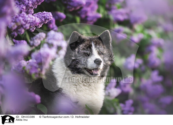 Akita Inu / Akita Inu / DH-03386