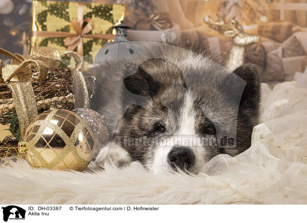 Akita Inu / Akita Inu / DH-03387