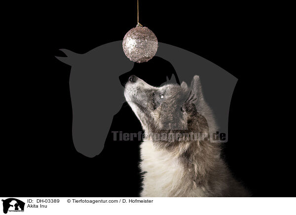 Akita Inu / Akita Inu / DH-03389