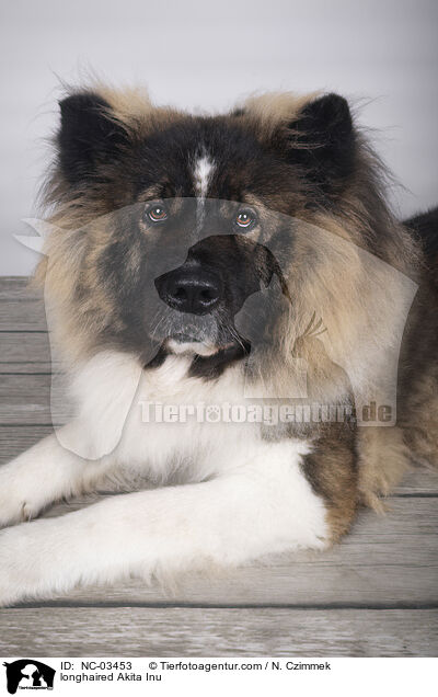 langhaariger Akita Inu / longhaired Akita Inu / NC-03453