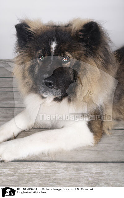 langhaariger Akita Inu / longhaired Akita Inu / NC-03454