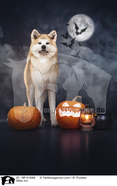 Akita Inu / Akita Inu / RP-01688