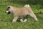 running Akita puppy