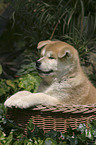 Akita Inu puppy in a basket