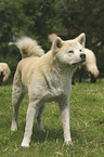 standing Akita Inu