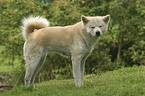 standing Akita Inu