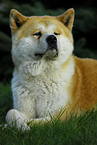 Akita Inu