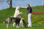 woman with Akita-Inus