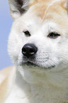 Akita Inu Portrait