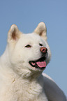 Akita Inu Portrait