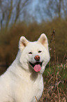 Akita Inu Portrait