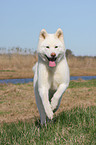 running Akita Inu