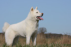 Akita Inu