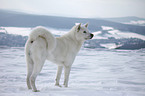 standing Akita Inu