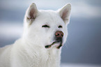 Akita Inu Portrait