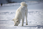 standing Akita Inu