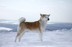 standing Akita Inu