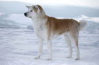 standing Akita Inu