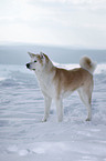 standing Akita Inu