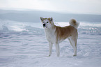 standing Akita Inu