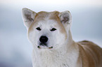 Akita Inu Portrait