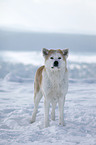 standing Akita Inu