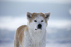 Akita Inu Portrait