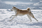 running Akita Inu