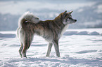 standing Akita Inu