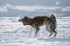 shaking Akita Inu