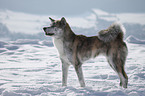 standing Akita Inu