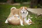 Akita Inu puppies