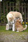 Akita Inu puppies